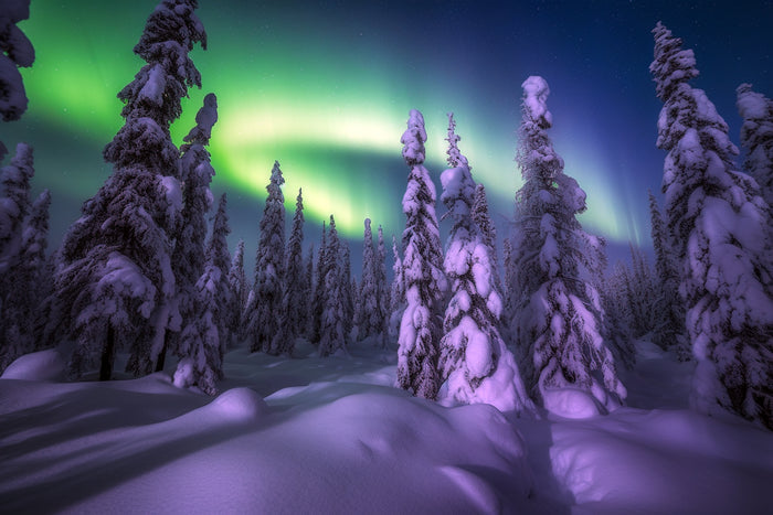 Aurora Borealis Ice Forest