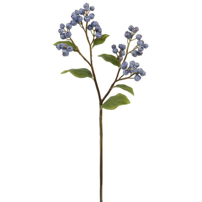 Blueberry Stem