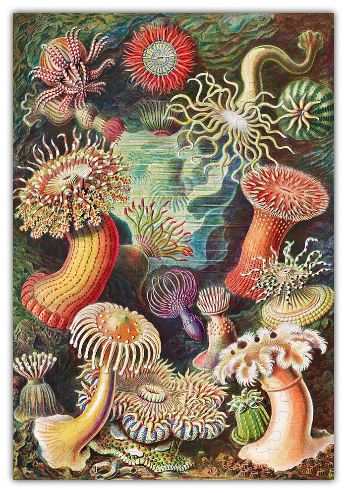 Haeckel ocean plants natural history 160 piece jigsaw puzzle, printed in USA