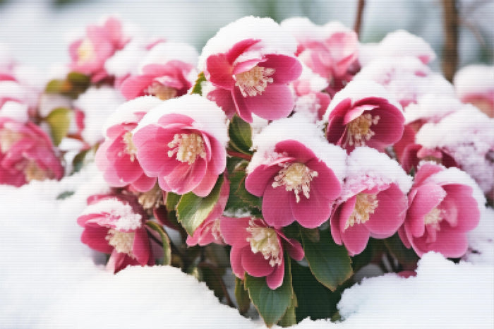 Hellebores In Snow