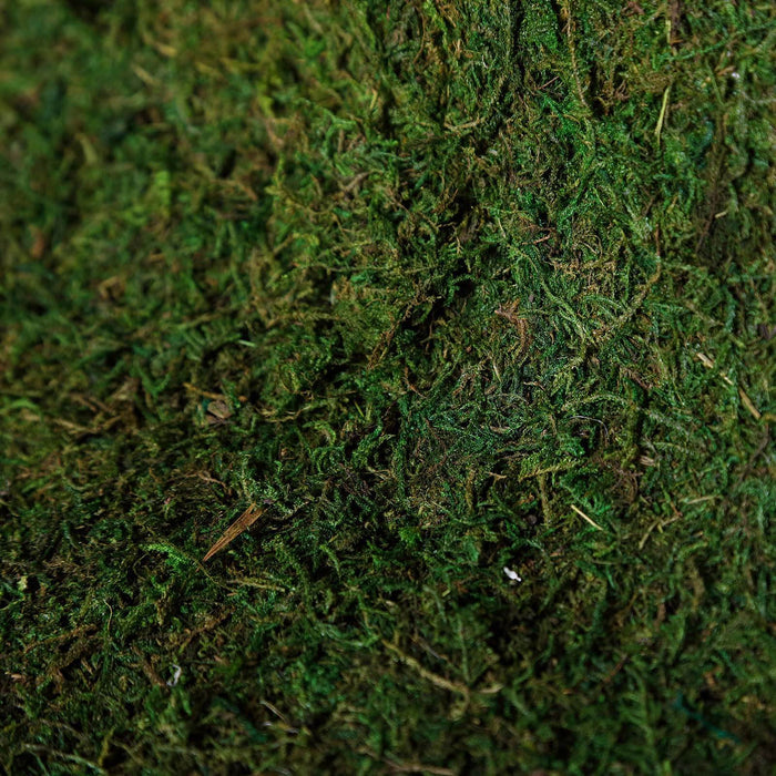 Close-up of vibrant green moss texture.