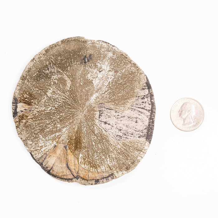 Pyrite - Sun